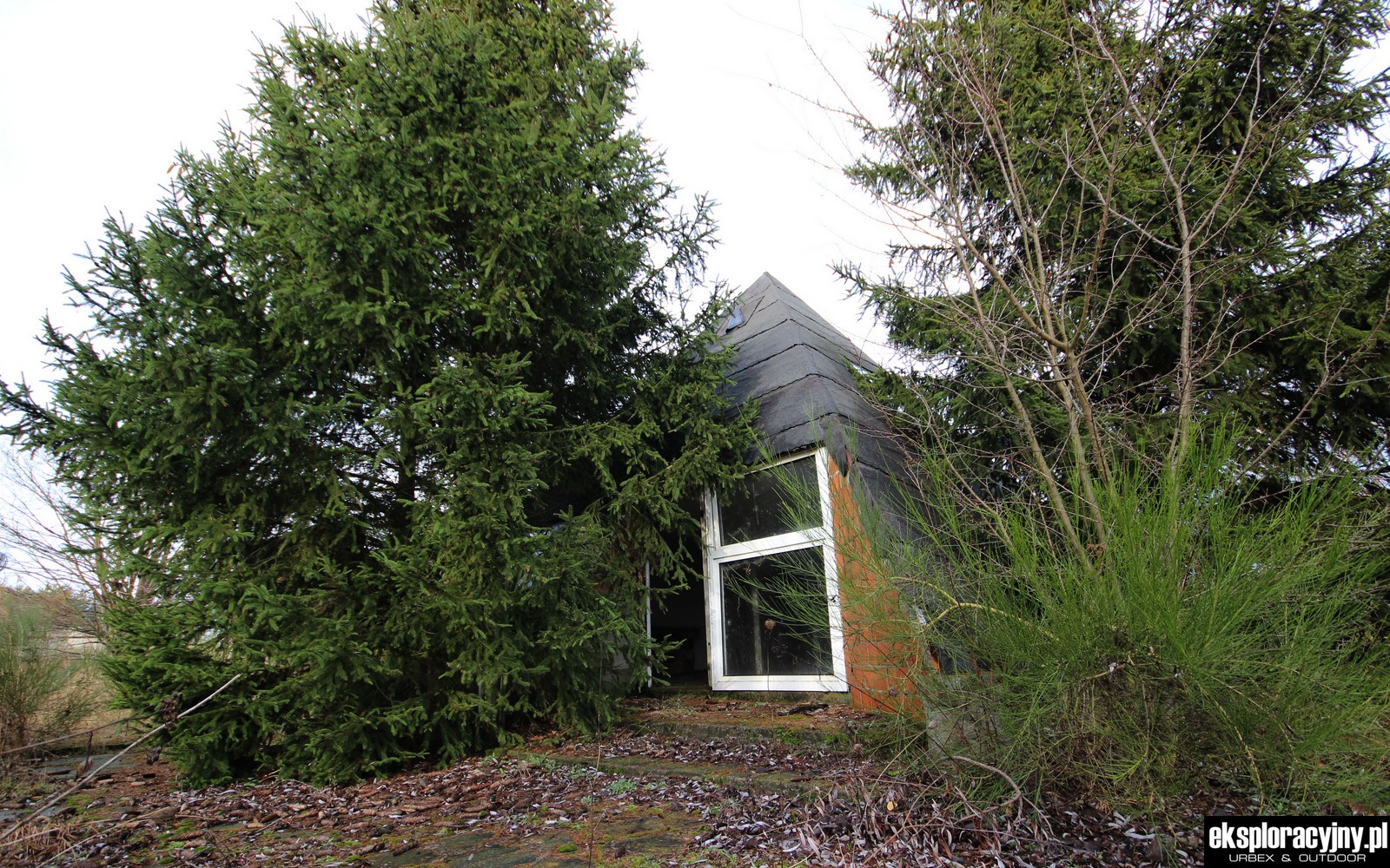 A co mi tu z zarośli wygląda?